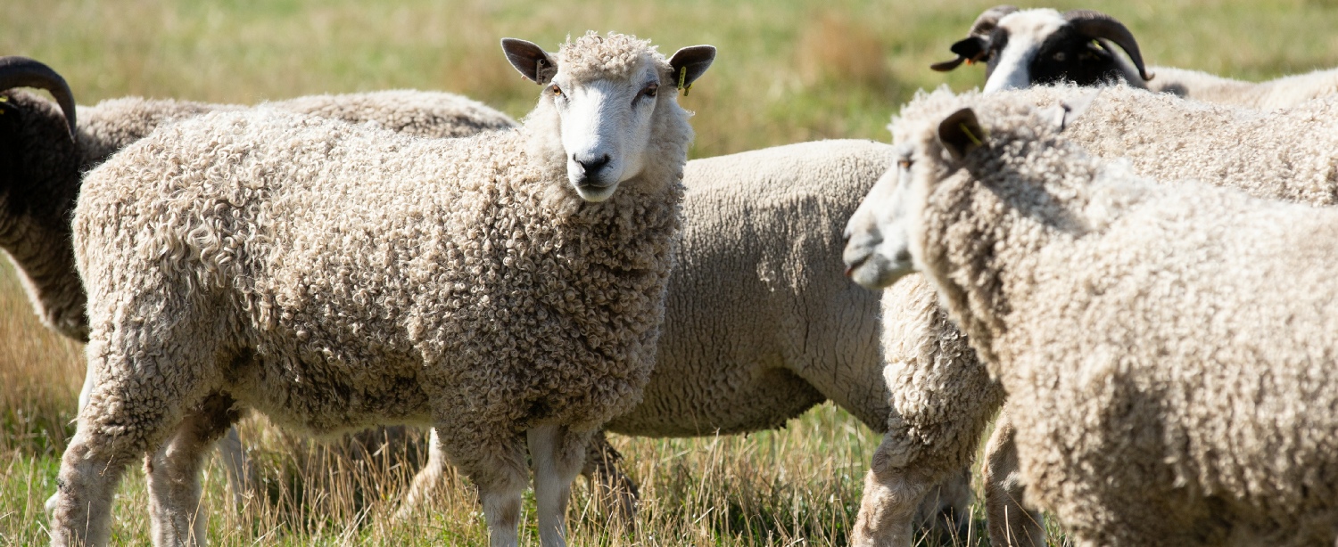  Cottages and Shepherd's Huts available for holidays and bed and breakfast
